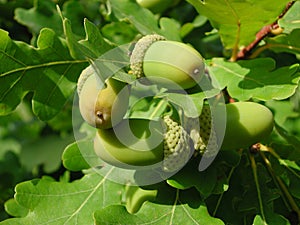 Acorns of Quercus robur tree photo