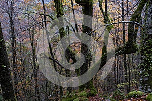 Quercus robur centenarian tree in autumnal forest