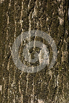 Quercus robur fastigiata tree in winter