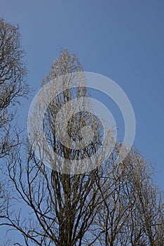 Quercus robur fastigiata trunk in winter