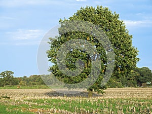 Quercus robur german oak middle