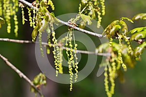 Quercus robur, pedunculate oak, flowers closeup selective focus