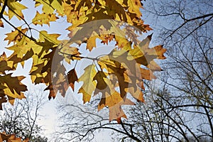 Quercus rubra branch with yellow foliage