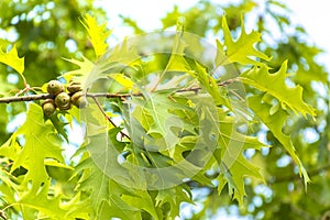 Quercus rubra L., Red Oak in Summer on the Sky Background; Leafy Background