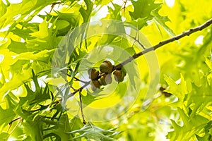 Quercus rubra L., Red Oak in Summer on the Sky Background; Leafy Background