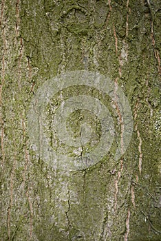 Quercus rubra textured bark