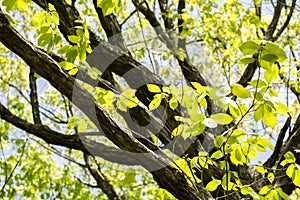 Quercus serrata tree photo