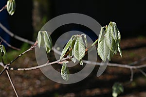 Quercus serrata young leaves.