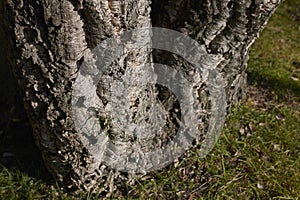 Quercus suber close up