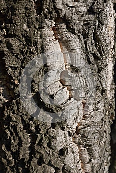 Quercus suber close up
