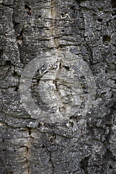 Quercus suber close up