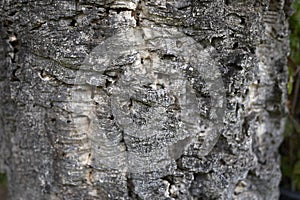 Quercus suber close up