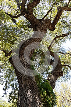 Quercus virginiana, also known as the Southern Live Oak