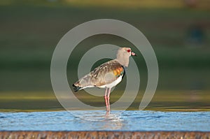 Quero Quero bird on water cooling down and looking around searching for food