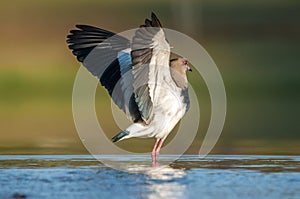 Quero Quero bird on water cooling down with open wings photo