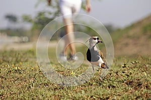 Quero-quero Vanellus chilensis photo