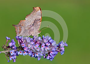 Question Mark butterfly