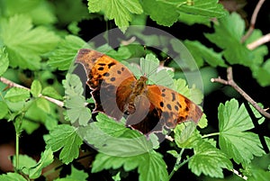 Question Mark Butterfly  44835