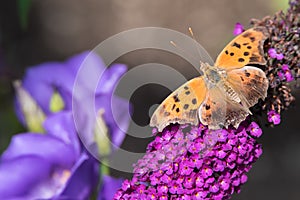 Question Mark Butterfly On Butterflybush photo