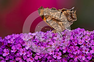 Question Mark Butterfly - Polygonia interrogationis