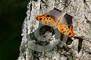 Question Mark Butterfly - Polygonia interrogationis