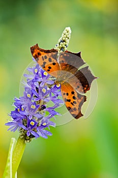 Question Mark butterfly (Polygonia interrogationis)