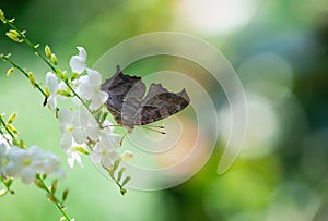 Question Mark butterfly (Polygonia interrogationis)