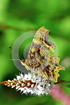 Question Mark Butterfly, Polygonia interrogationis