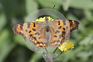 Question Mark Butterfly, Polygonia interrogationis