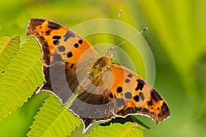 Question Mark Butterfly - Polygonia interrogationis