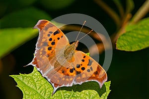 Question Mark Butterfly - Polygonia interrogationis