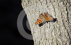 Question Mark Butterfly on Tree Trunk