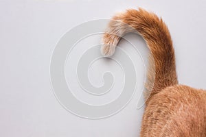 A question mark from a cat`s tail