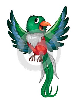 Quetzal bird, cartoon illustration, cute picture