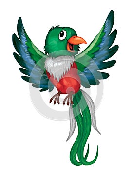 Quetzal bird, cartoon illustration, cute picture photo