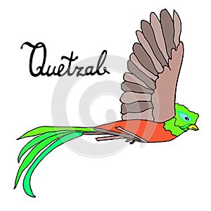 Quetzal Bird flying with quetzal word. Vector illustration