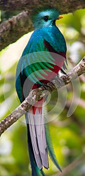 A Quetzal Bird in a Tree