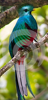 A Quetzal Bird in a Tree photo