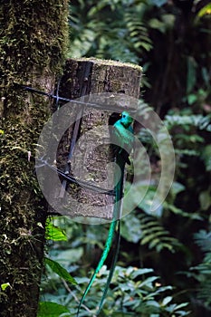 Quetzal bird wild Monteverde Costa Rica