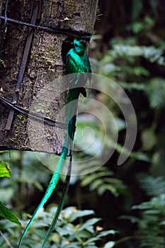 Quetzal bird wild Monteverde Costa Rica