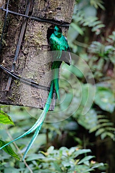 Quetzal bird wild Monteverde Costa Rica