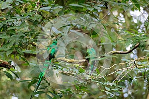 Quetzal birds wild Monteverde Costa Rica