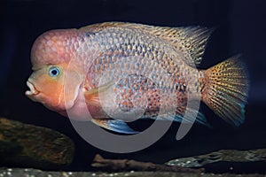 Quetzal cichlid Paraneetroplus synspilus