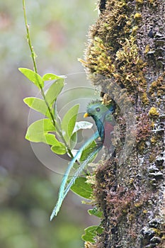 Quetzal looks out from a tree trunk in the forest