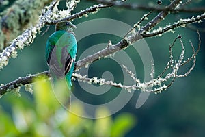 Quetzal - Pharomachrus mocinno - female bird in the trogon family. It is found from Chiapas, Mexico to western Panama