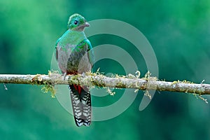 Quetzal - Pharomachrus mocinno - female bird in the trogon family. It is found from Chiapas, Mexico to western Panama