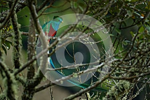 Quetzal - Pharomachrus mocinno male - bird in the trogon family. It is found from Chiapas, Mexico to western Panama. It is well