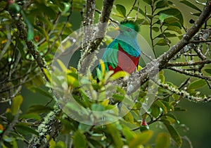 Quetzal - Pharomachrus mocinno male - bird in the trogon family. It is found from Chiapas, Mexico to western Panama. It is well