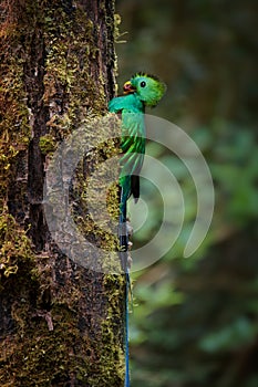 Quetzal - Pharomachrus mocinno male - bird in the trogon family, found from Chiapas, Mexico to western Panama, well known for its
