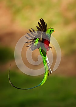 Quetzal - Pharomachrus mocinno male - bird in the trogon family, found from Chiapas, Mexico to western Panama, well known for its